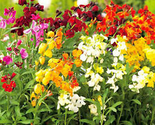 English wallflower seeds for sale  New Hill