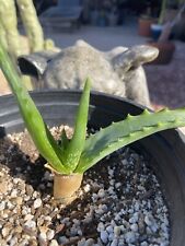 Aloe camperi small for sale  Phoenix