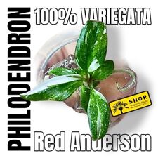 Philodendron red anderson gebraucht kaufen  Berlin