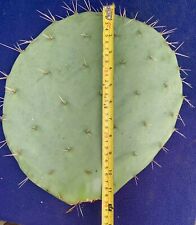 prickly pear cactus for sale  PENZANCE