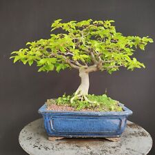 Bonsai carpino nero usato  San Pancrazio Salentino