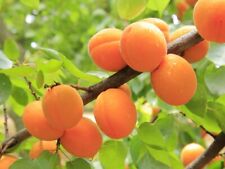 Apricot seeds grow for sale  RICKMANSWORTH