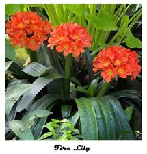 Fire lily pot for sale  USA