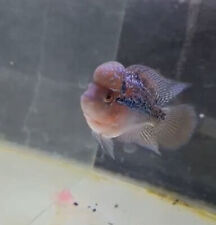 Sale live flowerhorn d'occasion  Expédié en Belgium