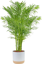Cat palm live for sale  Easley