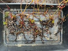 Drosera binata seedlings for sale  RUGBY