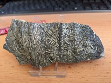 Crinoid fossil pentacrinites for sale  CLEVEDON