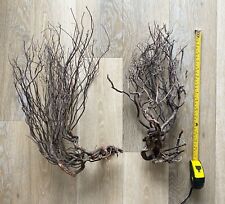 driftwood tree for sale  LONDON