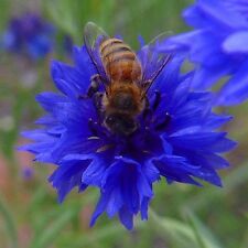 Flower cornflower centaurea for sale  SALISBURY