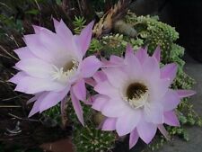 Hedgehog echinopsis tubiflora for sale  Glendora