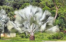 Silver saw palm for sale  Russell
