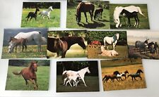 Postkarten pferde dem gebraucht kaufen  Köln