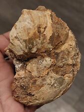 Rare ammonite 5 d'occasion  Niort