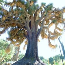 Yucca filifera rare for sale  Miami