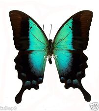 Butterfly papilionidae papilio d'occasion  Expédié en Belgium
