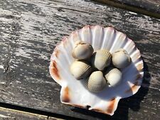 Live cockles marine for sale  ISLE OF BARRA
