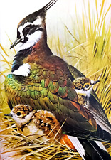 Lapwing chicks. vintage for sale  NELSON