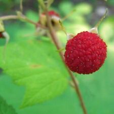 Thimbleberry raspberry. thornl for sale  Weyauwega