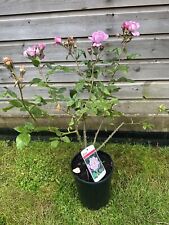 Stardust patio rose for sale  WISBECH