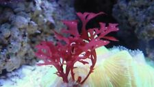 Live frag gracilaria for sale  Candler