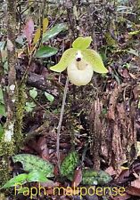 paphiopedilum d'occasion  Expédié en Belgium