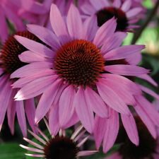Echinacea nectar pink for sale  IPSWICH