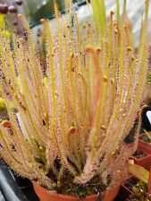 Drosera filiformis var. for sale  NORWICH