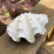Beautiful natural clam for sale  Newton