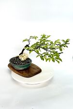 Chickasaw plum bonsai d'occasion  Expédié en Belgium