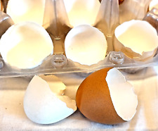 Gusci uova 100 usato  Sesto Fiorentino