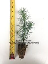 Eastern white pine for sale  Albany