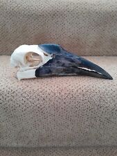 Taxidermy skeleton bones for sale  Shipping to Ireland