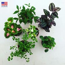 Beautiful foliage plants for sale  USA