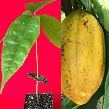 Yellow theobroma cacao for sale  Jupiter
