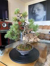 Japanese white pine for sale  BIRMINGHAM