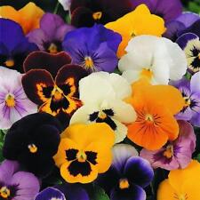 Pansy special summer for sale  UK