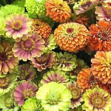 Zinnia queen lime for sale  Laguna Niguel