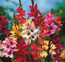 Ixia flowers corm for sale  MELTON MOWBRAY