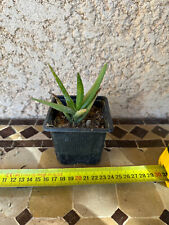 Aloe dichotoma d'occasion  Grenoble-