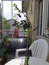 Dendrobium ellipsophyllum gro� gebraucht kaufen  Rheinau