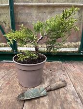 Juniper bonsai tree for sale  BROUGH