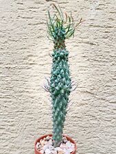 Euphorbia schoenlandii 54cm gebraucht kaufen  Besigheim