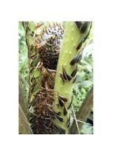 10x cyathea bicrenata for sale  Shipping to United Kingdom