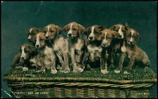 Animals. dog. beagle for sale  UK