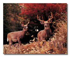 Two buck deer for sale  Springdale