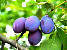 Damson blue plum for sale  Lakewood