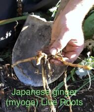 Japanese ginger live for sale  Mc Lean