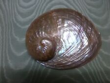 Abalone sea shell for sale  BIDEFORD