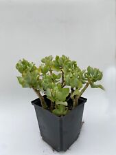 Crassula undulatifolia pfennig gebraucht kaufen  Wallenhorst