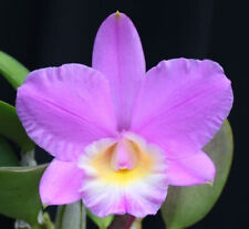 Orchids laelia cattleya for sale  Walnut